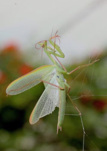 Mantis religiosa